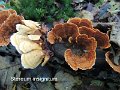 Stereum insignitum-amf1787